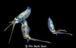 three squid by Min Seok Jeon 